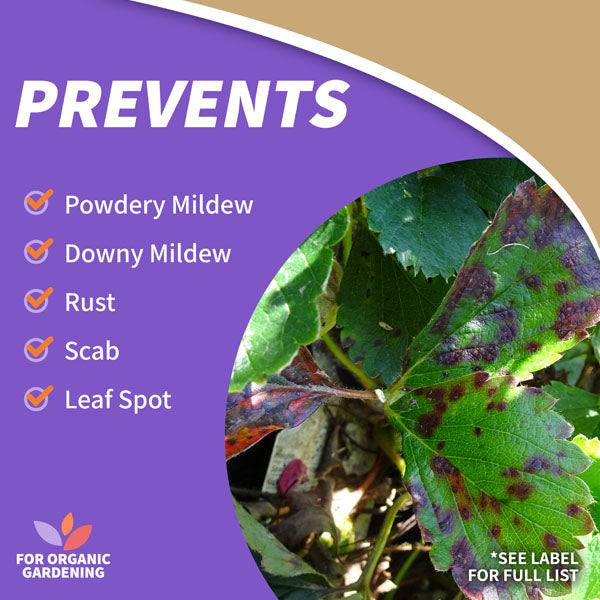 Close-up of a plant leaf with dark spots, indicating disease. Text lists diseases prevented: powdery mildew, downy mildew, rust, scab, and leaf spot. Featuring Bonide - Captain Jacks™ Neem Oil Ready-to-Use - qt. for organic pest control.