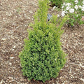 Boxwood - Green Mountain - 10 gallon - Hicks Nurseries