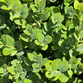 Boxwood - Green Mountain - 5 gallon - Hicks Nurseries
