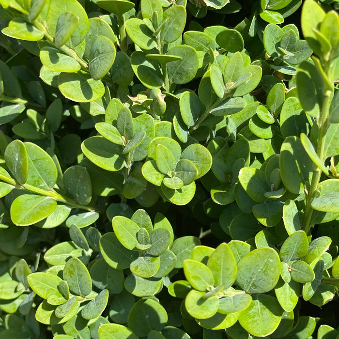 Boxwood - Green Mountain - 5 gallon - Hicks Nurseries