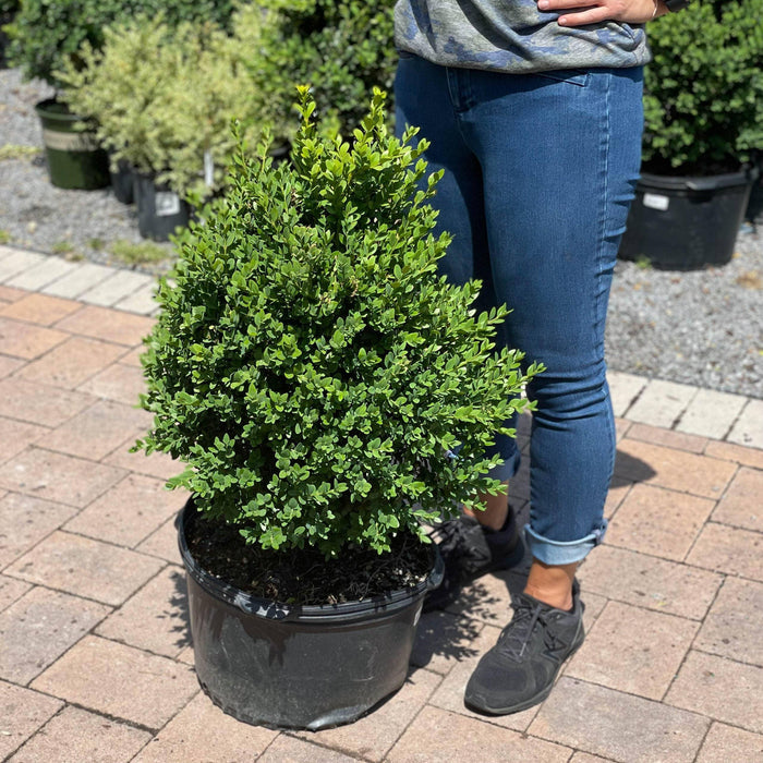 Boxwood - Green Mountain - 5 gallon - Hicks Nurseries