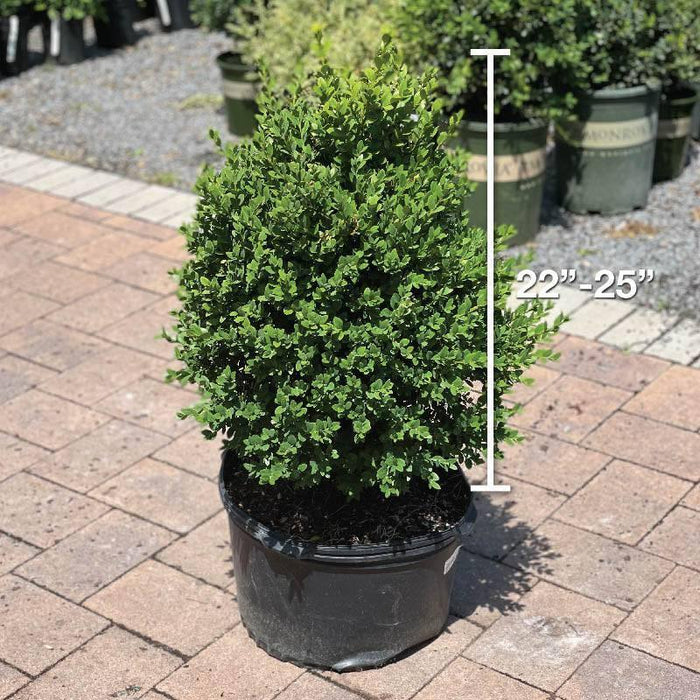 Boxwood - Green Mountain - 5 gallon - Hicks Nurseries