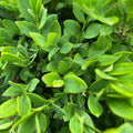 Boxwood - Green Velvet - 5 gallon - Hicks Nurseries