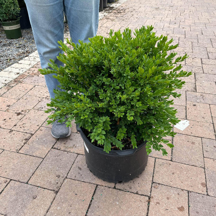 Boxwood - Green Velvet - 5 gallon - Hicks Nurseries