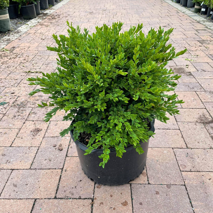 Boxwood - Green Velvet - 5 gallon - Hicks Nurseries