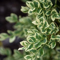 Boxwood - Variegated - 1 gallon - Hicks Nurseries