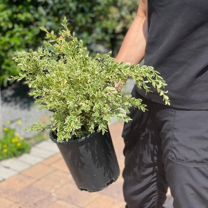 Boxwood - Variegated - 1 gallon - Hicks Nurseries