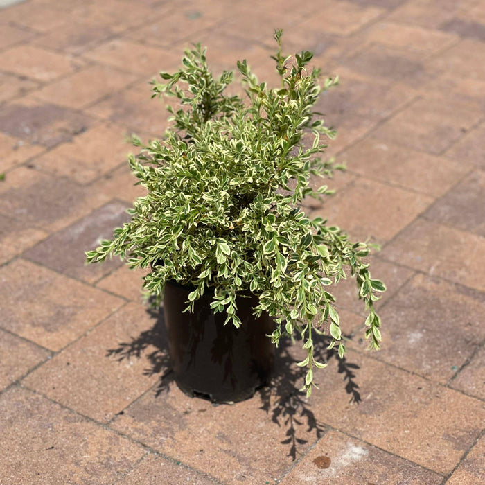 Boxwood - Variegated - 1 gallon - Hicks Nurseries