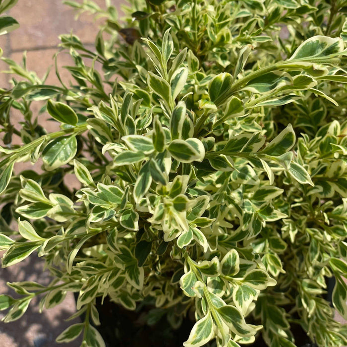 Boxwood - Variegated - 1 gallon - Hicks Nurseries
