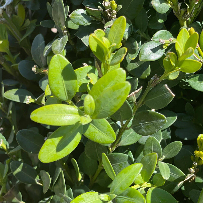 Boxwood Cone - Green Mountain - 5 gallon - Hicks Nurseries