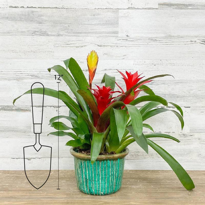 Bromeliad Triple - Guzmania - 6-inch - Ceramic Pot - Hicks Nurseries
