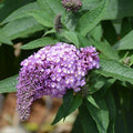 Butterfly Bush - Amethyst - 3 gallon - Hicks Nurseries