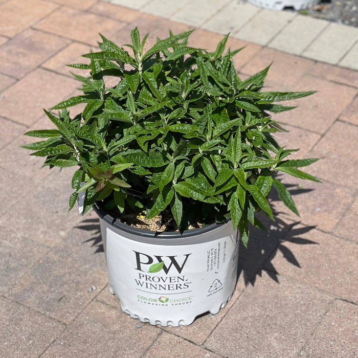 Butterfly Bush - Amethyst - 3 gallon - Hicks Nurseries