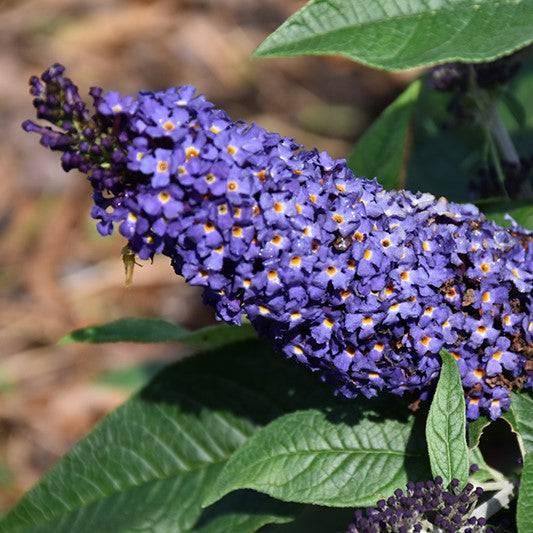 Butterfly Bush - Pugster Blue - 3 gallon - Hicks Nurseries