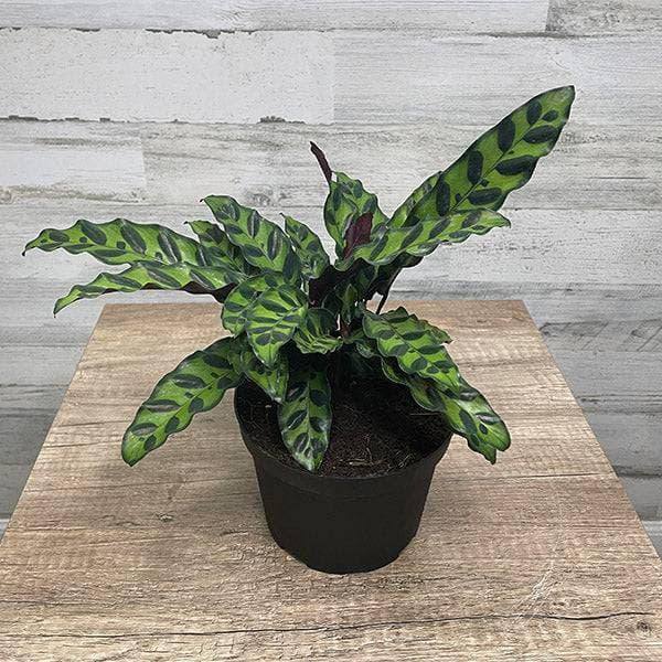 Calathea lancifolia - Rattlesnake Plant - 8-inch pot - Hicks Nurseries