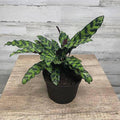 Calathea lancifolia - Rattlesnake Plant - 8-inch pot - Hicks Nurseries