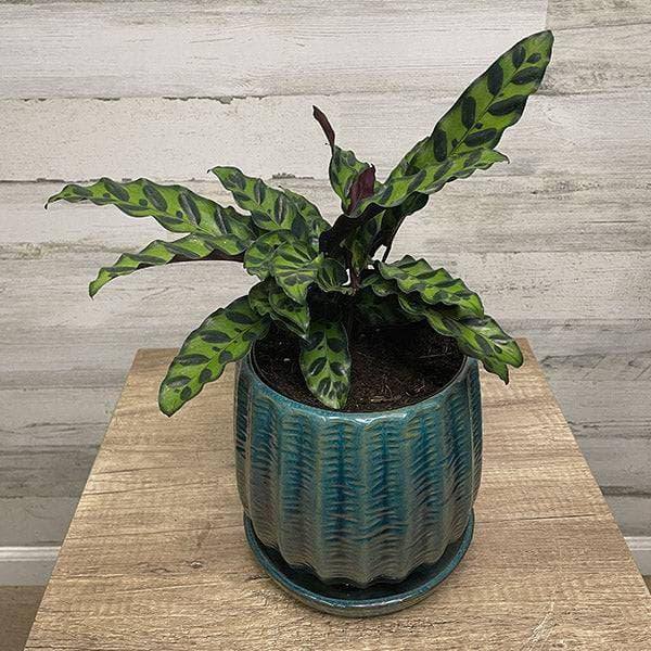Calathea lancifolia - Rattlesnake Plant - 8-inch pot - Hicks Nurseries