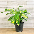 Calathea Lubbersii - 10-inch Pot - Hicks Nurseries
