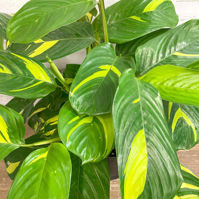 Calathea Lubbersii - 10-inch Pot - Hicks Nurseries