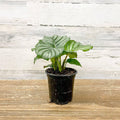 Calathea Orbifolia - 4-inch Pot - Hicks Nurseries