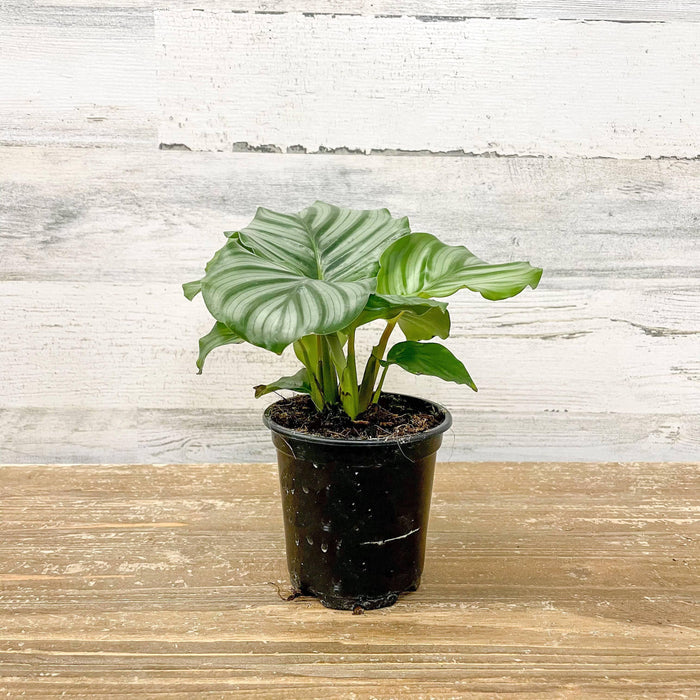 Calathea Orbifolia - 4-inch Pot - Hicks Nurseries