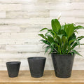 Cali Pot - Black - 10-inch - Hicks Nurseries