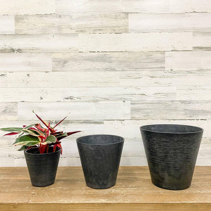 Cali Pot - Black - 6-inch - Hicks Nurseries