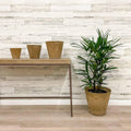Cali Pot - Taupe - 14-inch - Hicks Nurseries
