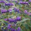 Caryopteris - Dark Knight - 3 gallon - Hicks Nurseries