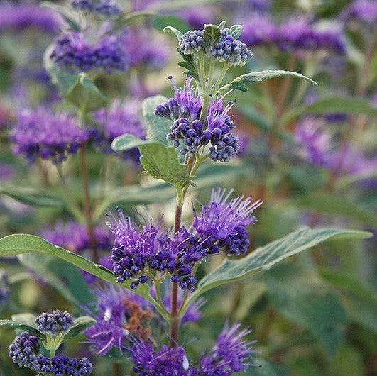 Caryopteris - Dark Knight - 3 gallon - Hicks Nurseries