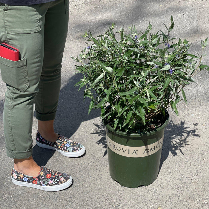 Caryopteris - Dark Knight - 3 gallon - Hicks Nurseries