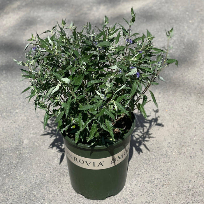 Caryopteris - Dark Knight - 3 gallon - Hicks Nurseries