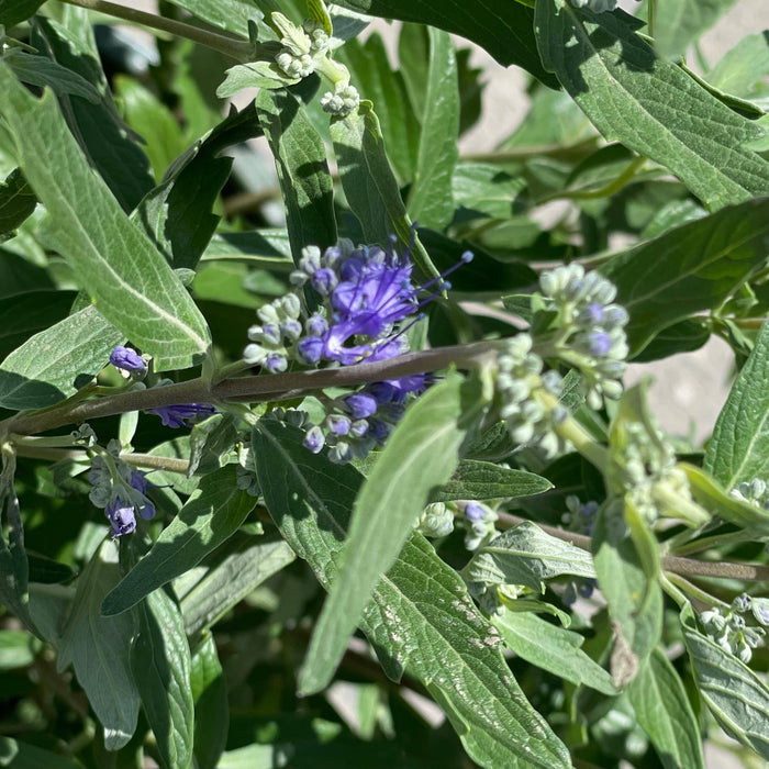 Caryopteris - Dark Knight - 3 gallon - Hicks Nurseries