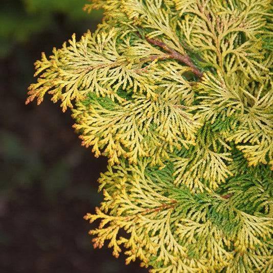 Chamaecyparis - 3 gallon - Hicks Nurseries