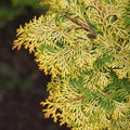 Chamaecyparis - 3 gallon - Hicks Nurseries