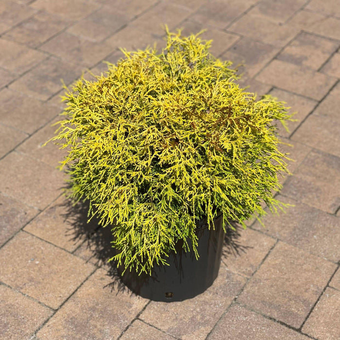 Chamaecyparis - 3 gallon - Hicks Nurseries