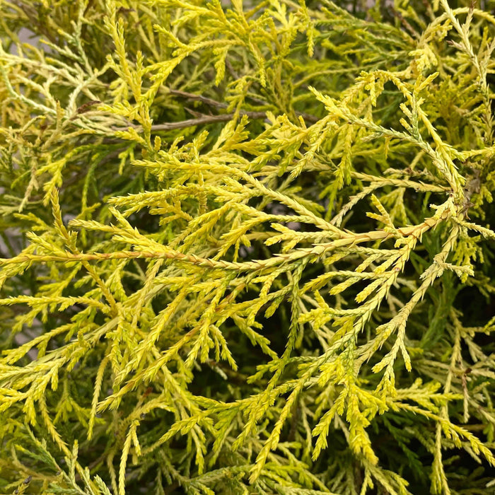 Chamaecyparis - Gold Mop - 5 gallon - Hicks Nurseries