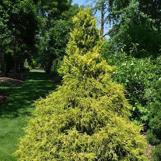 Chamaecyparis - Golden Mop - 2 gallon - Hicks Nurseries