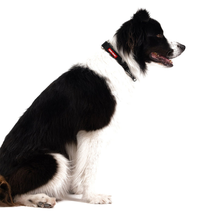 A black and white dog wearing a black Checkmate Collar on white background