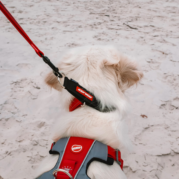 A close up of a dog wearing a red checkmate collar, red leash and red and grey harness on a sandy beach