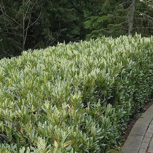 Cherry Laurel - Otto Luyken - Balled and Burlapped - Hicks Nurseries