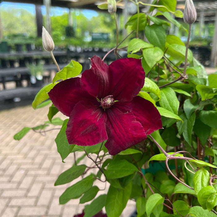 The Clematis Rouge Cardinal (5 gallon) from Pickup & Local Delivery Only features velvety red-purple blooms and green leaves, captured against a blurred garden center, and attracts birds and butterflies. Compact vine ideal for gardens.