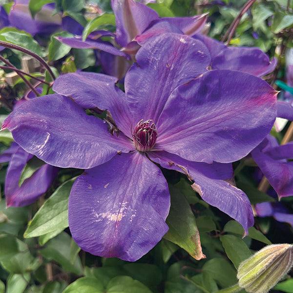 The Clematis – Sapphire Indigo - 5 gallon from Pickup & Local Delivery Only features large sapphire blue blooms with six petals and a dark center, set against green leaves on a compact vine that attracts birds and butterflies.