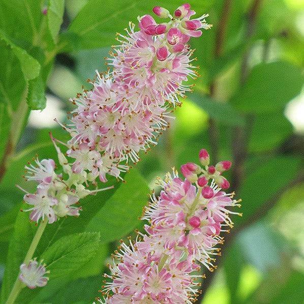 Clethra - Ruby Spice Summersweet - 3 gallon - Hicks Nurseries