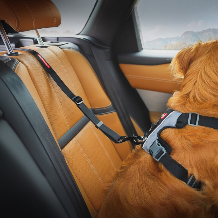 Dog wearing a harness and Car Restraint in the back seat of a car with a mountainous landscape.
