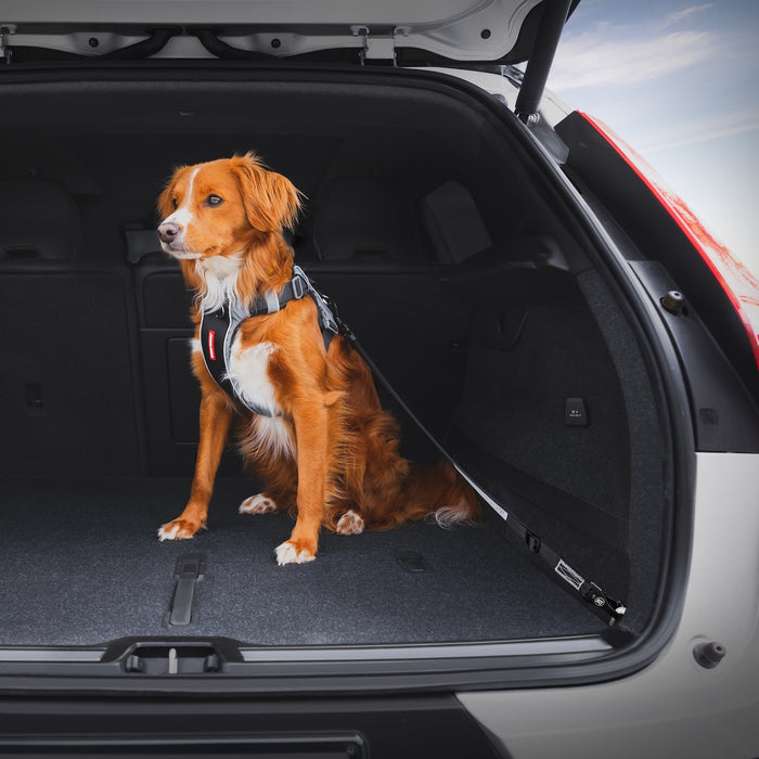 Dog in a car trunk with a harness on