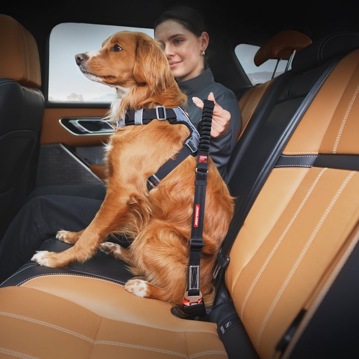 woman and dog with harness and seat beat strap sitting inside a car