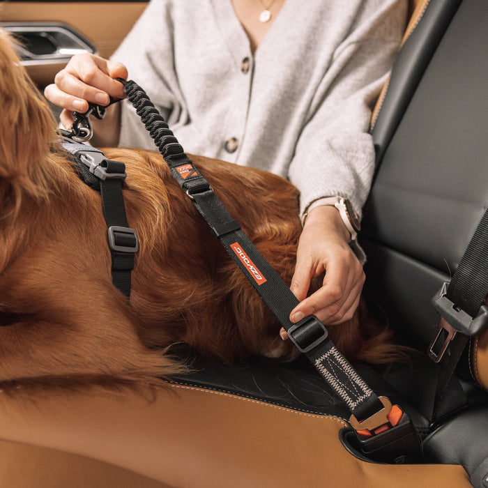 woman holding the click zero shock and a dog is lying inside a car