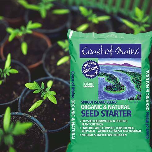 A 16 qt. bag of Coast of Maine Organic Seed Starter (Pick-Up & Local Delivery Only) sits among young seedlings, featuring nature-inspired art and promoting mycorrhizae for healthier roots and better seed germination.