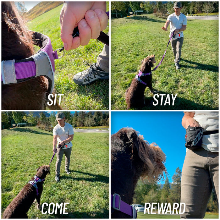 Collage of a person training a dog with commands 'Sit', 'Stay', 'Come', and 'Reward' in an outdoor setting.